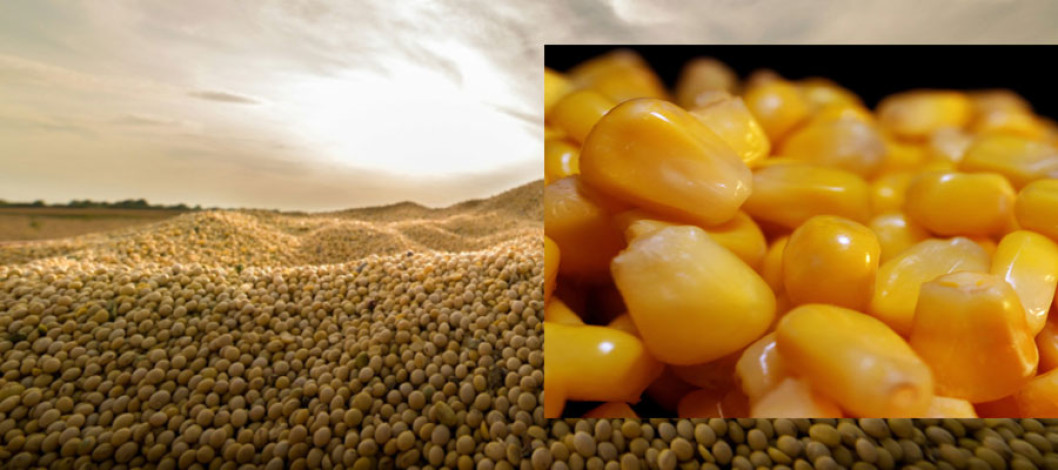 US farmers face years of weak crop prices before recovery