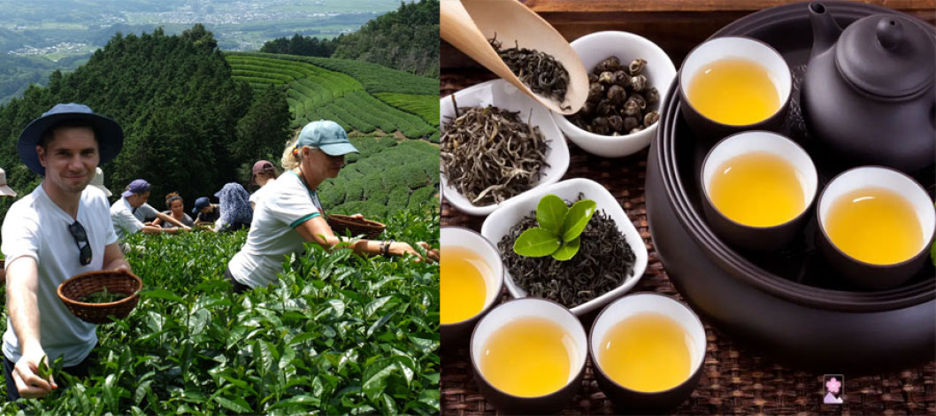 Japanese tea is being promoted through sauna experiences to soothe the body and mind