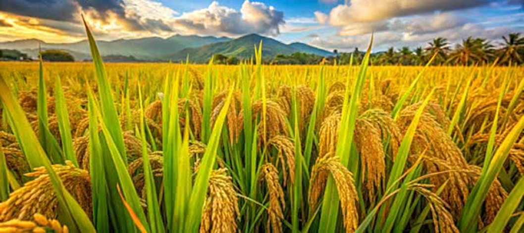 Rice can feed the world — even with fewer farmers
