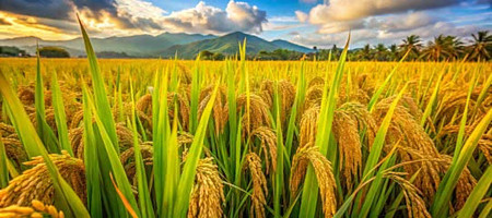 Rice can feed the world — even with fewer farmers
