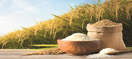 ICAR supports the evaluation of gene-edited rice lines, emphasizes scientific rigor, and farmer-centric release