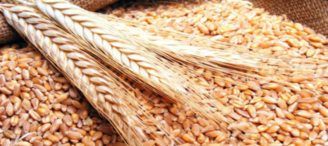 Afghanistan Food Security Forecast: 2026 Wheat Crop Expected to Significantly Improve Food Access Nationwide (February - September 2026)