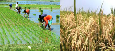 Irrigation and Fertilizer issues may reduce Boro rice production: USDA