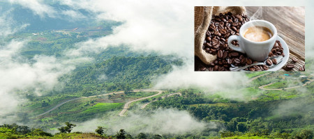 The 'Forest 500' report looks at the coffee industry's deforestation commitments