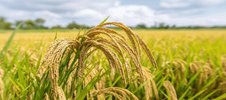 BRRI's rice garden established in Dinajpur: 54 varieties of rice in one field