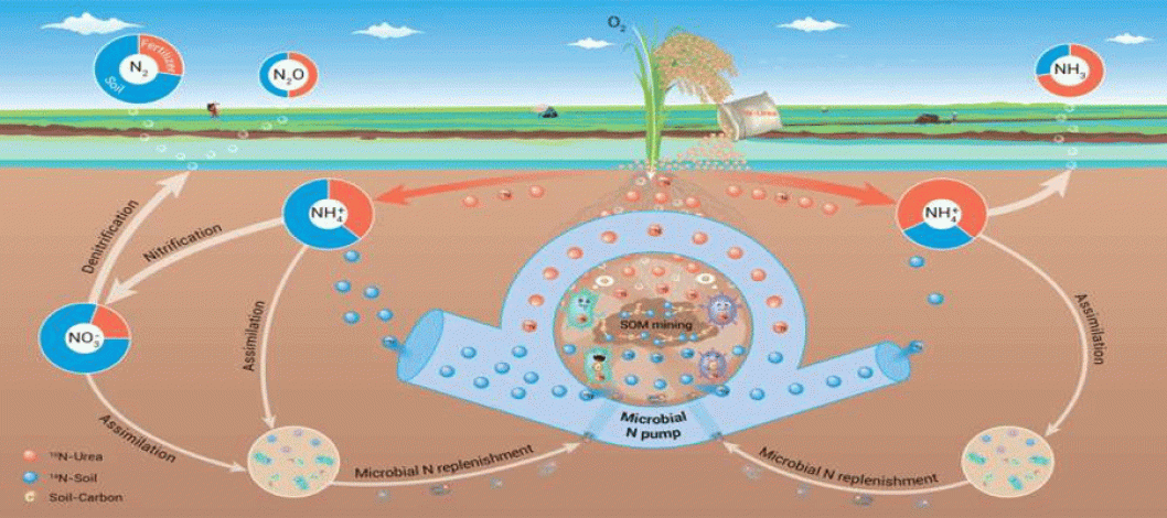 Research has shown that the main source of nitrogen gas emissions from rice fields is soil, not fertilizer