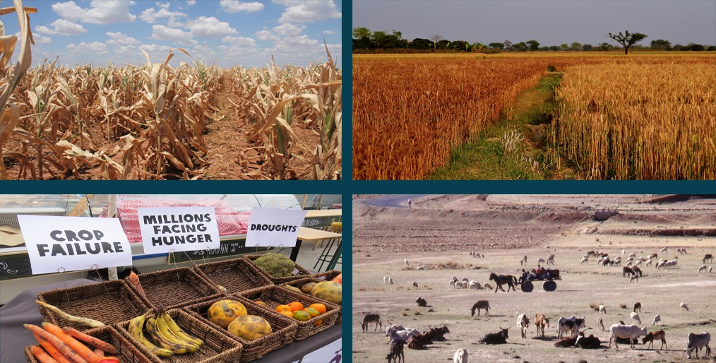 Climate change's impact on the global food supply
