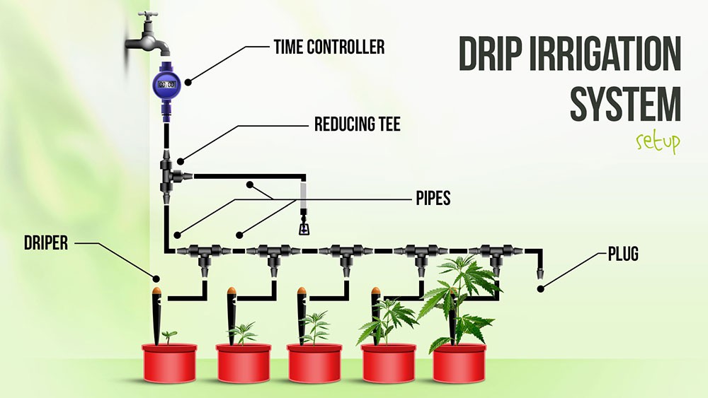 Drip irrigation emerged to solve the problem of paddy and rice