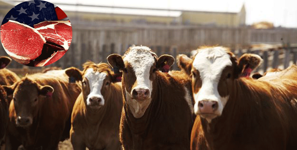 Amidst the improvement of careful slaughter the future of live cattle is in jeopardy