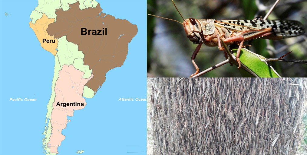 Crops in Argentina and Brazil under threat of locust attack