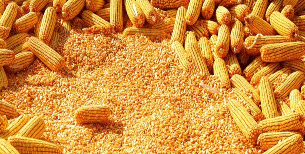 EU reintroduces corn import duties