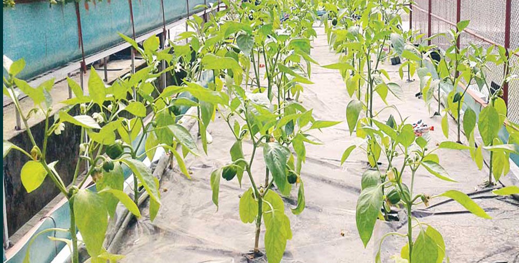 Hydroponic methods can bring success in agriculture