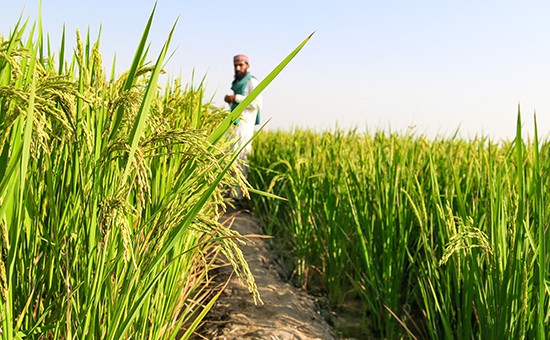 Pakistan Agriculture Research Council will introduce rice varieties to increase farm income