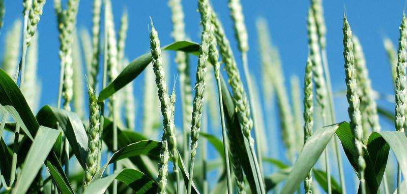 Bangladesh has developed a new variety of blast-resistant wheat