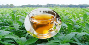 Jute leafs tea can create a new horizon of trade