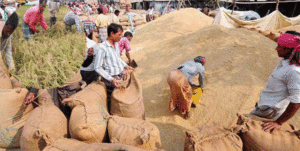 Boro paddy has been bumper produced in the Rangpur region