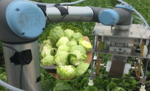 Robot to harvest lettuces!