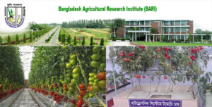 Effective technologies of Bangladeshi farmers