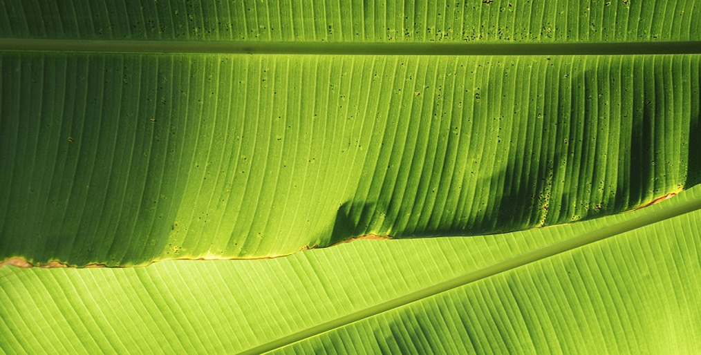 Supermarkets are now using banana leaves Instead of Plastic Packaging