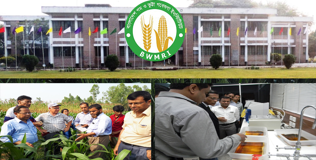Bangladesh Wheat and Maize Research Institute (BWMRI)