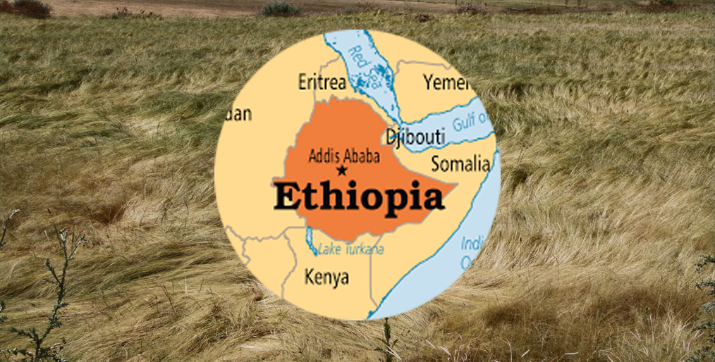 About Ethiopian Grain