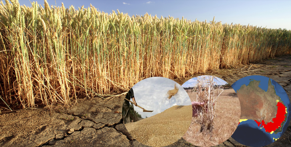 Wheat will Damage due to increased drought in Australia