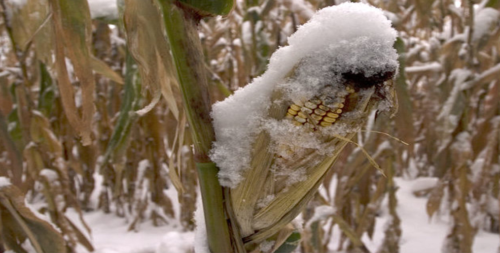 That is what the NDSU prof. said on corn harvesting in hard freeze