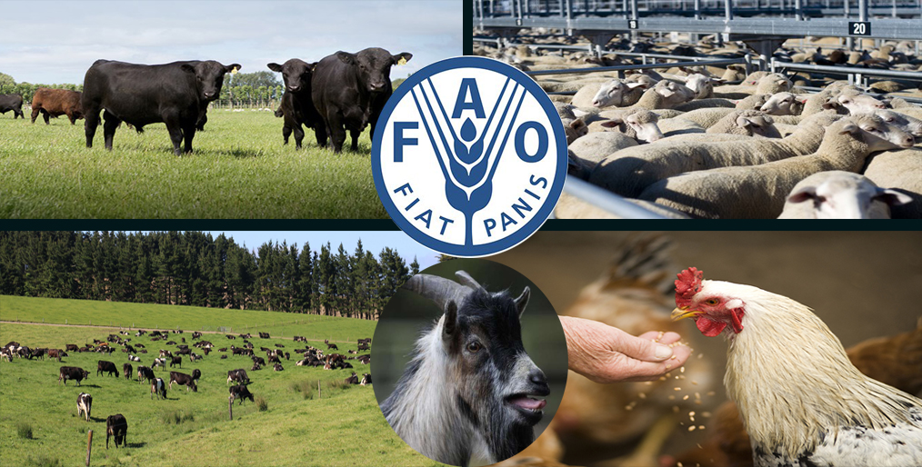 The role of the FAO on animal health