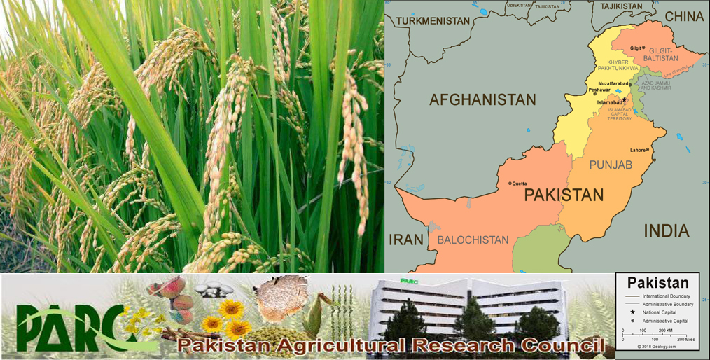 Pakistan has developed 7 new rice varieties