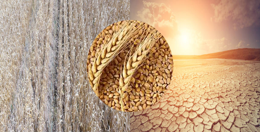 Climate change can cover up to 60% of wheat land desertification.