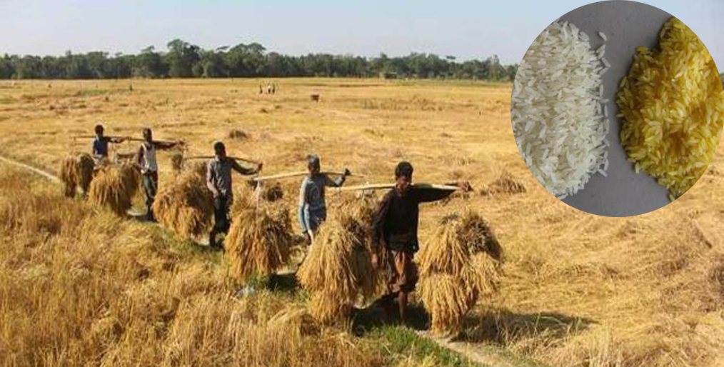 Bangladesh's Golden Expectations at Golden Rice