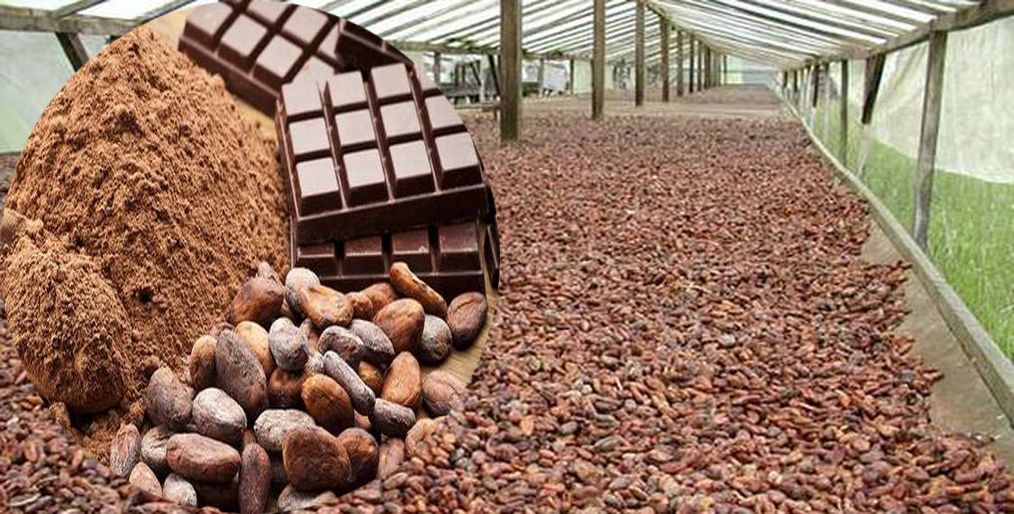 Ghana has sold 200,000 tons of cocoa