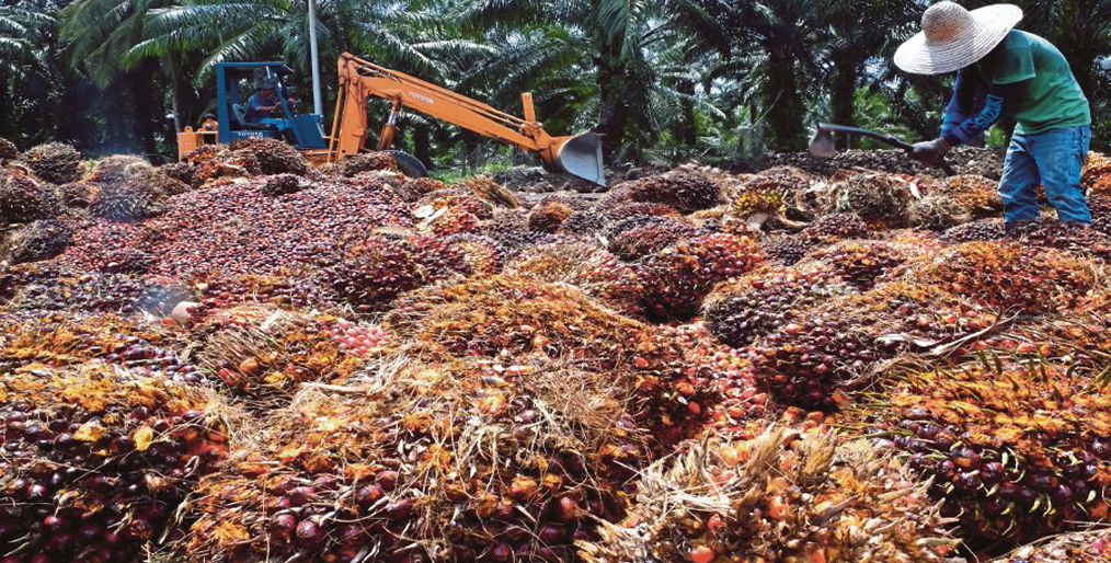 Malaysian palm oil challenged to meet green standards