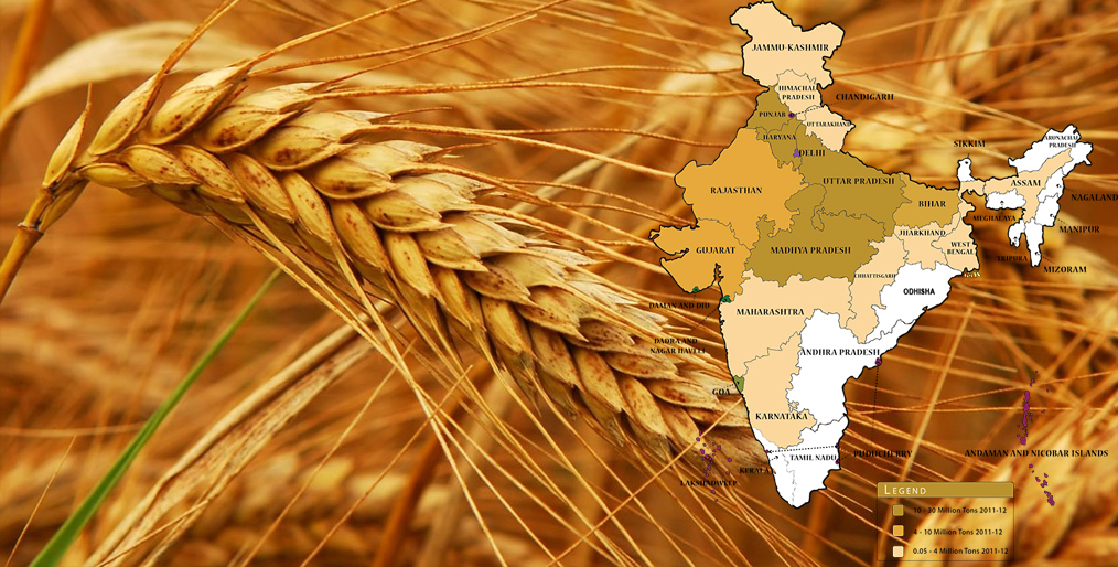 India's wheat record of 25 years!
