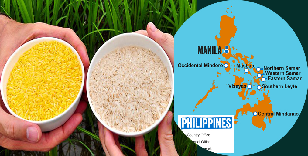 Philippines approves Golden Rice