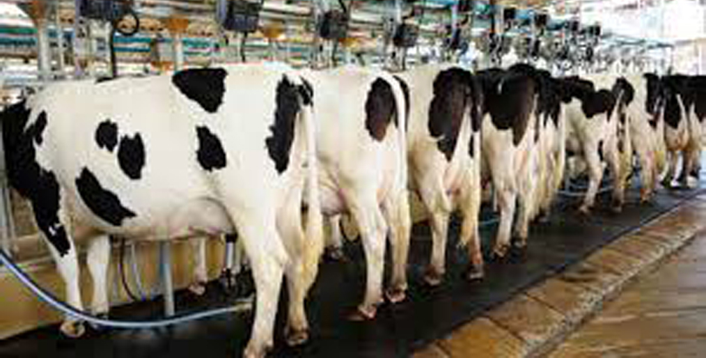 Dutch dairy farmers can lead to avoiding N2 emissions challenges