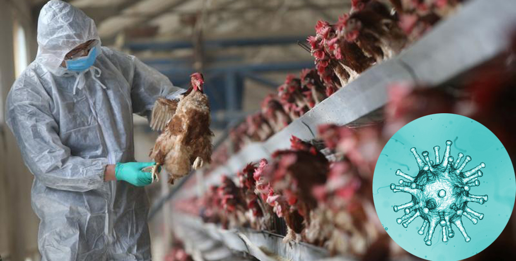Polish bird flu outbreak spreads