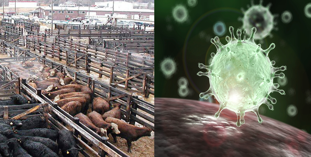 Negative impact of coronavirus on hogs and cattle market