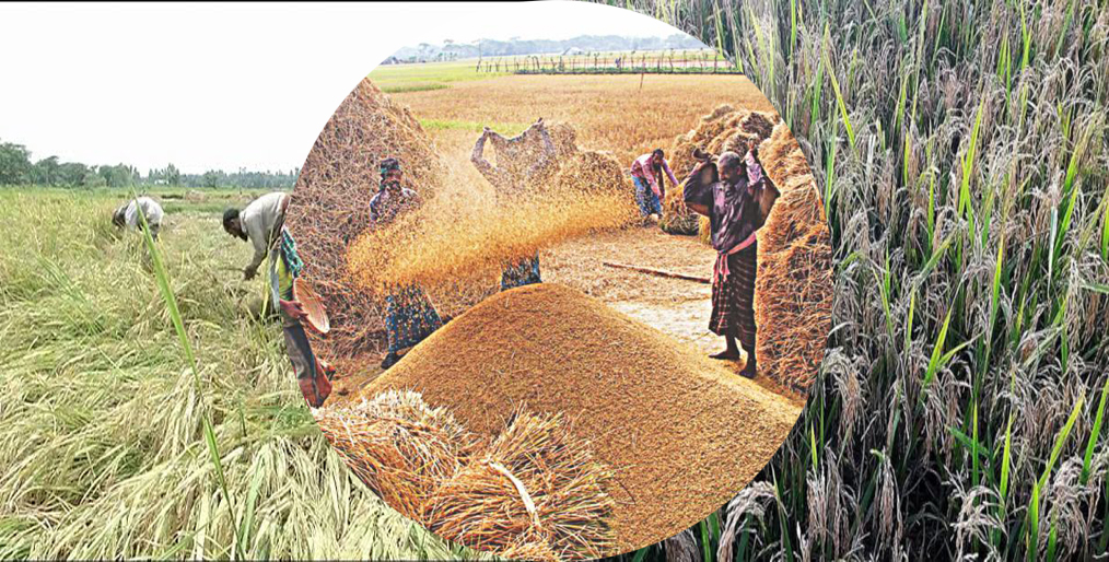 Faridpur farmers are losing interest in boro cultivation