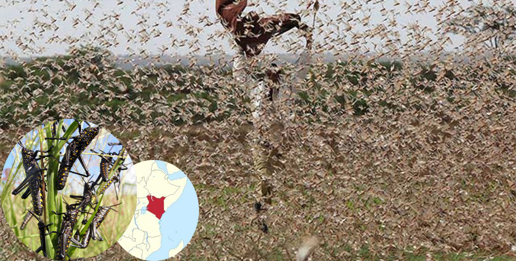 Kenya's food security is threatened by locusts