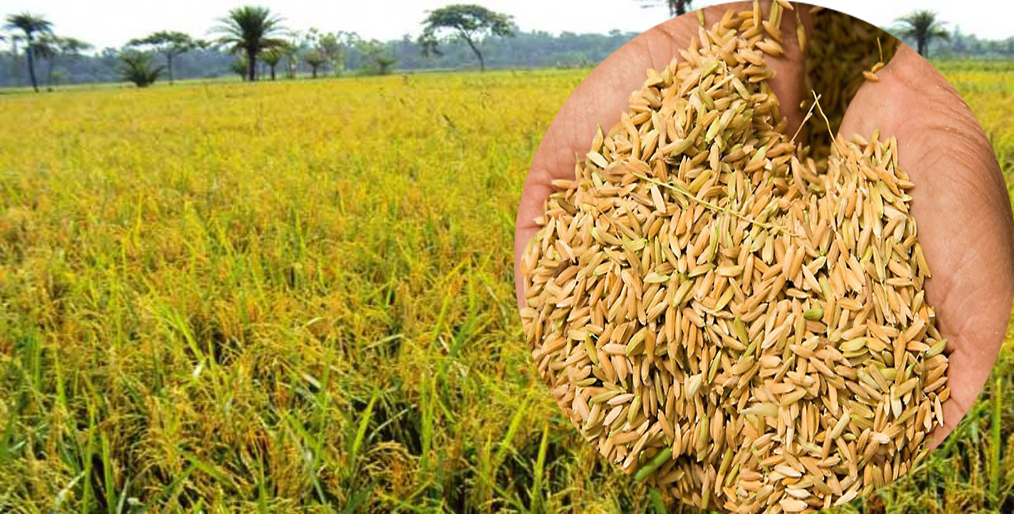 What farmers did to avoid rice loss