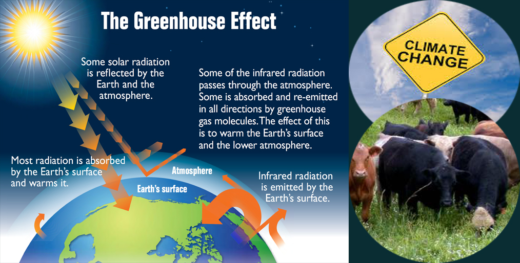 Helping cows fight against climate change