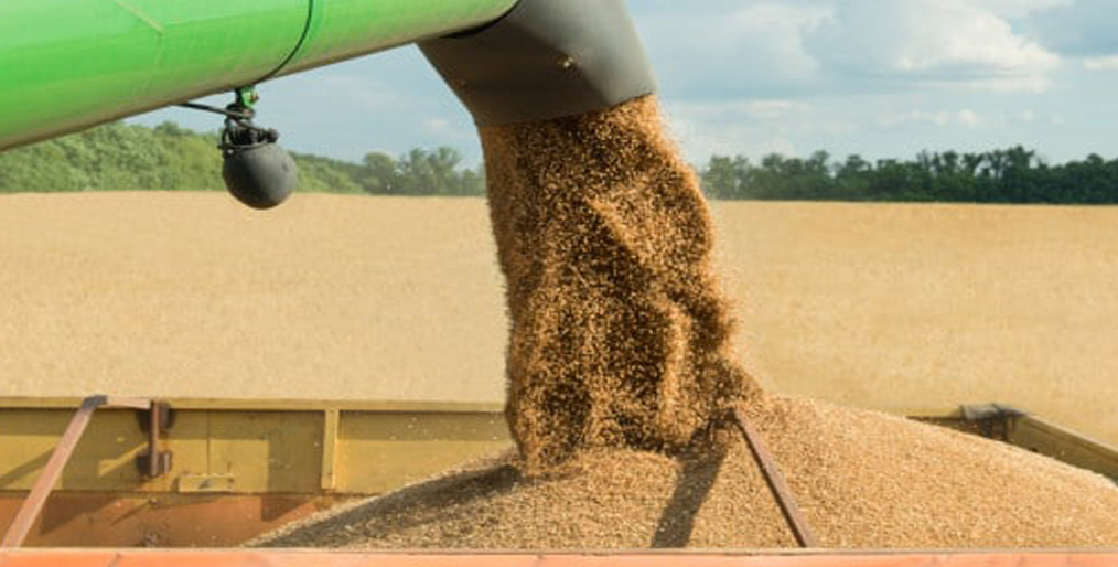 Russia's top wheat export factor predicted to remain