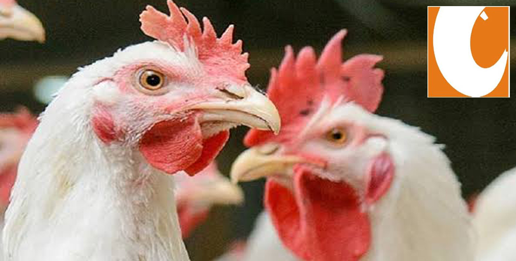 Steps Towards Salubrious Poultry Gut