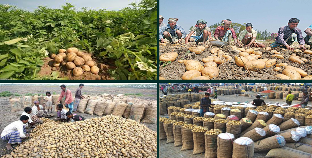 Bangladesh will export potatoes using the GAP protocol