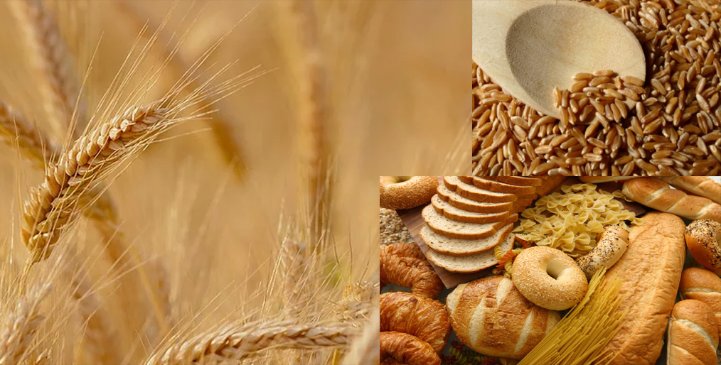 Defining U.S. Wheat’s Comparative Advantage: Hard Red Winter