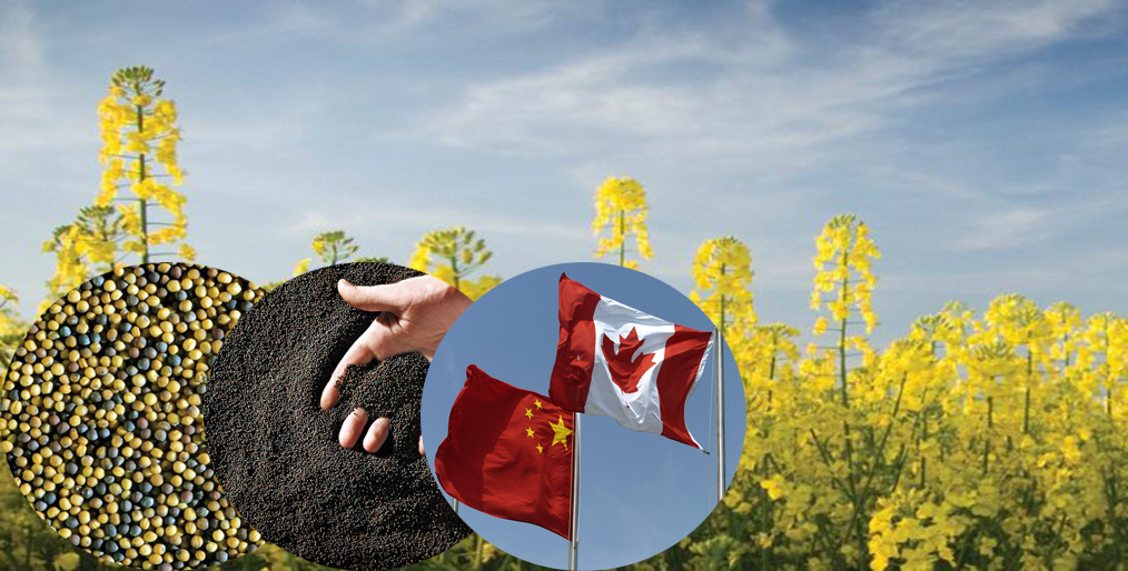 China will allow Canada to continue exporting canola seeds