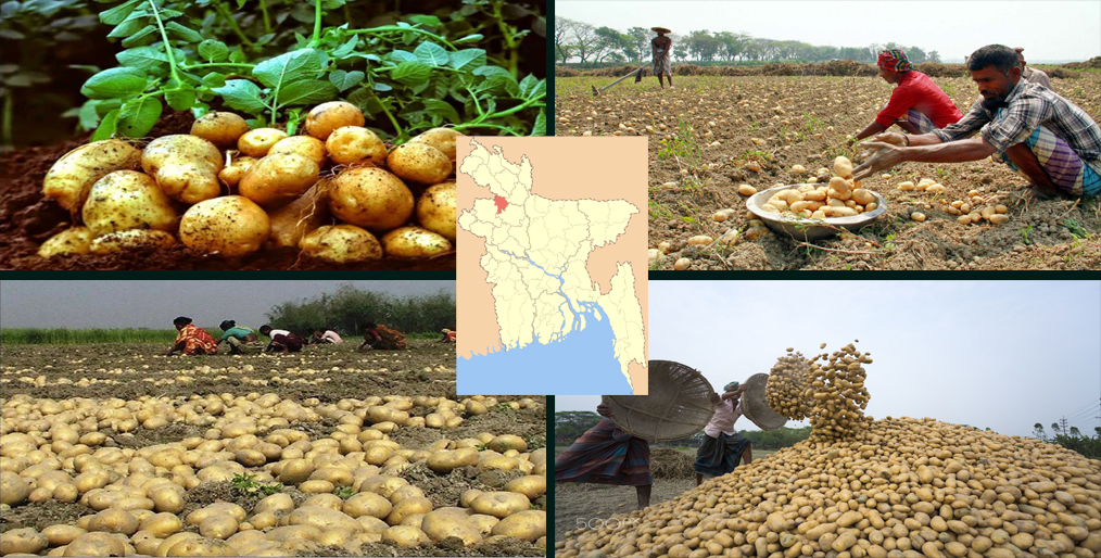 Joypurhat potato production is around 10 lakh metric tons