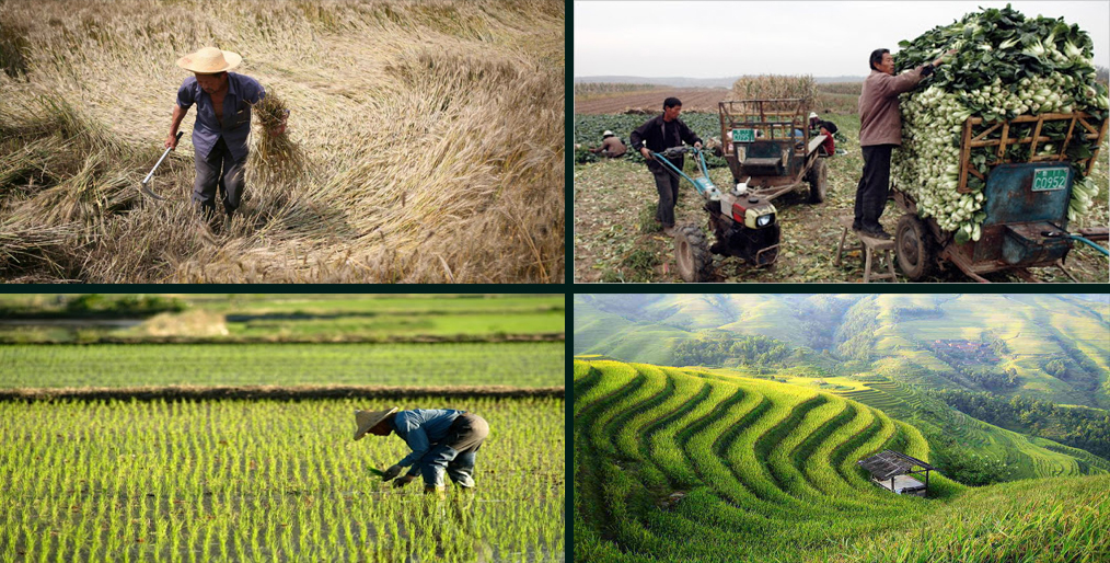 China's agriculture sector faces challenges
