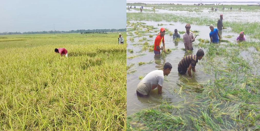 Haor paddy is at risk of floods